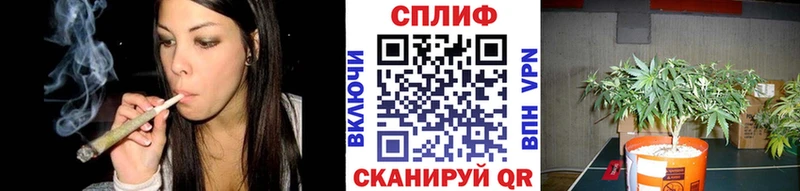 Конопля индика  Чухлома 